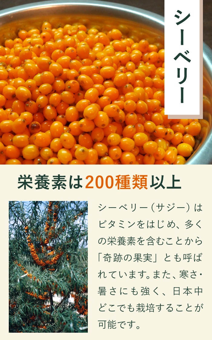 ٥꡼  ͺڤȻڥå 18ݥå ޤ 23ǯ ̼    Хå ѡա