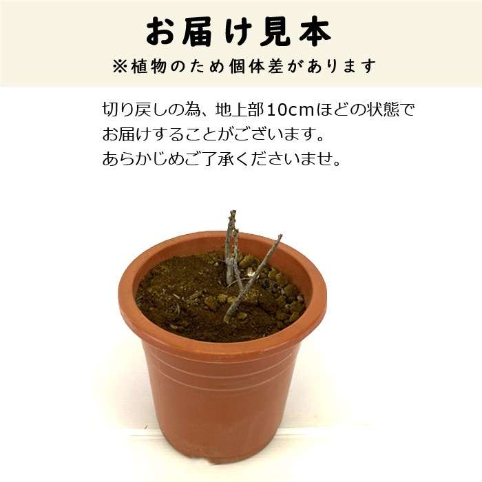 �����٥꡼ ���� ͺ�ڤȻ��ڥ��å� 18����ݥå� �ޤ��� 2��3ǯ�� �̼�  ���ռ� ������ �����Хå������� �����ѡ��ա���