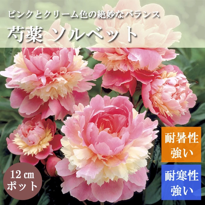 花苗 芍薬 ソルベット 12cmポット ガーデニング お庭作り 耐寒性