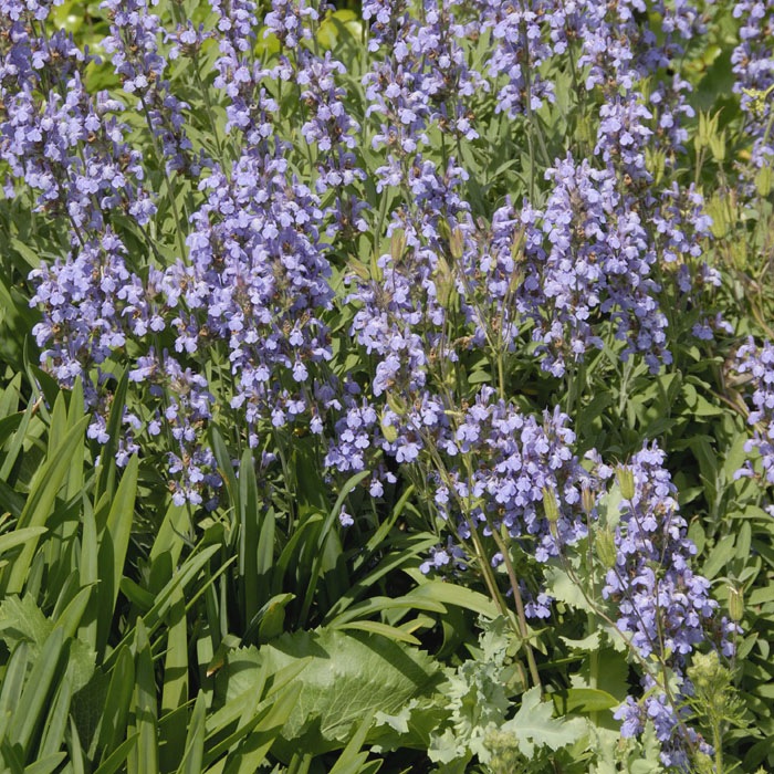 ��ͽ��۽ɺ��� �� ���٥ꥢ �֥롼���쥯����� 9������󥰥ݥå� ���ι⤤ �ܡ����� �����ǥ� ����ä��󤽤� ¿ǯ��ڣ����Ⱦ���缡ȯ����