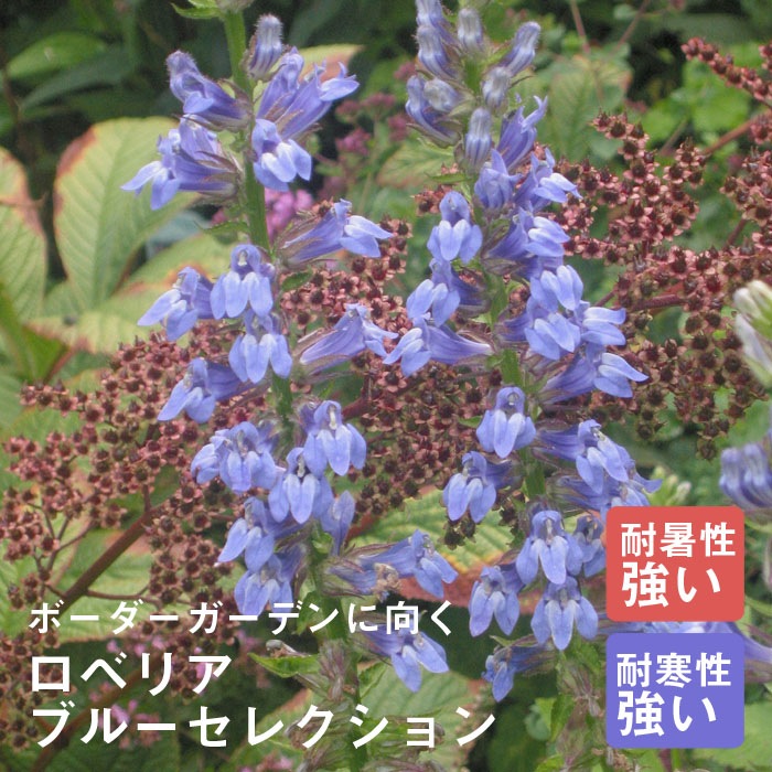 ��ͽ��۽ɺ��� �� ���٥ꥢ �֥롼���쥯����� 9������󥰥ݥå� ���ι⤤ �ܡ����� �����ǥ� ����ä��󤽤� ¿ǯ��ڣ����Ⱦ���缡ȯ����