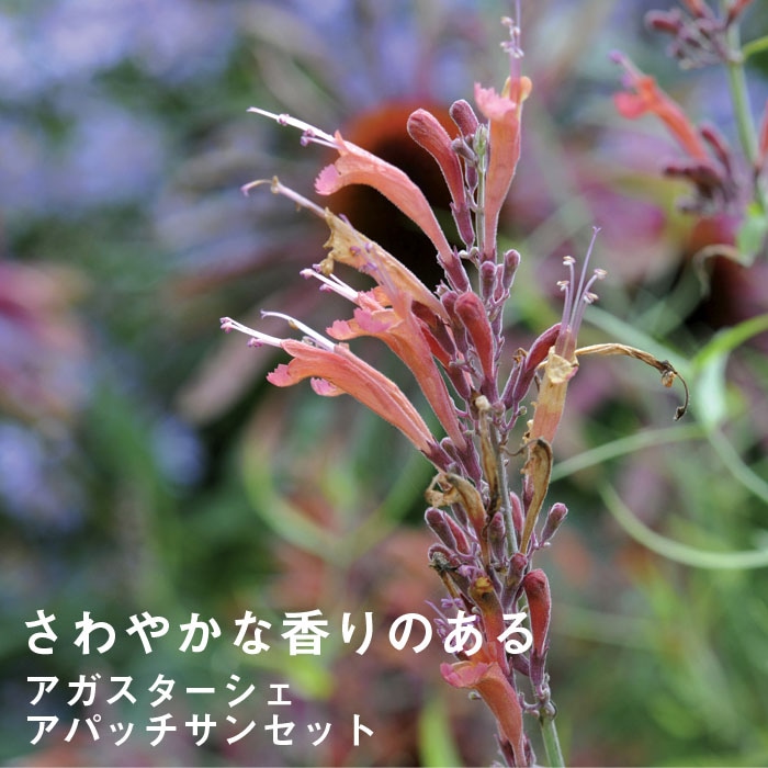 宿根草 苗 アガスターシェ アパッチサンセット 9cmロングポット 暑さ