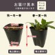 �ɺ��� �� �������������� ���ѥå����󥻥å� 9������󥰥ݥå� �뤵�˶��� �ѽ��� ����ä��󤽤� ¿ǯ�� 