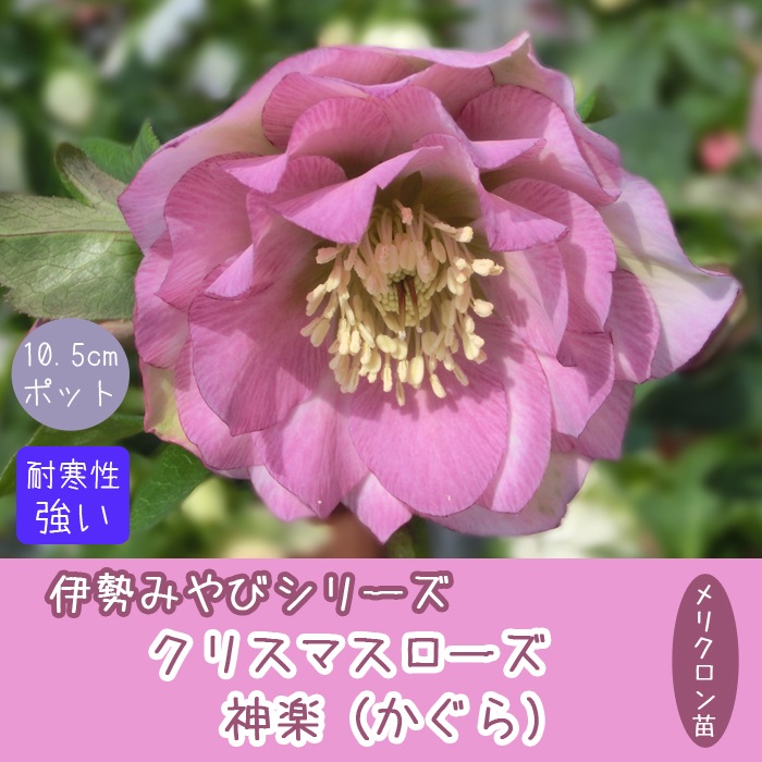クリスマスローズ 苗 神楽 10.5cm かぐら 伊勢みやび 八重咲き