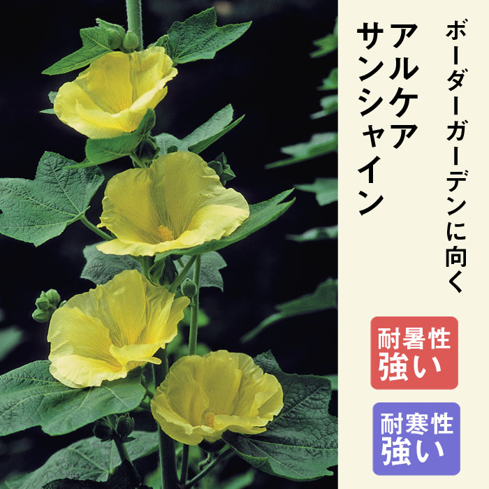 ��ͽ��۽ɺ��� �� ���륱�� ���󥷥㥤�� 9������󥰥ݥå� ���������� ���ι⤤ �ܡ����� �����ǥ� ¿ǯ�� �ڣ����Ⱦ���缡ȯ����