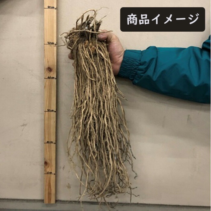 �����ѥ饬�� �� Ķ����� 1�� ��ǯ���ϲ�ǽ �Ƿ���� �Ƿ����� ��� �� �����ѥ� �����ڱ� �֤�����