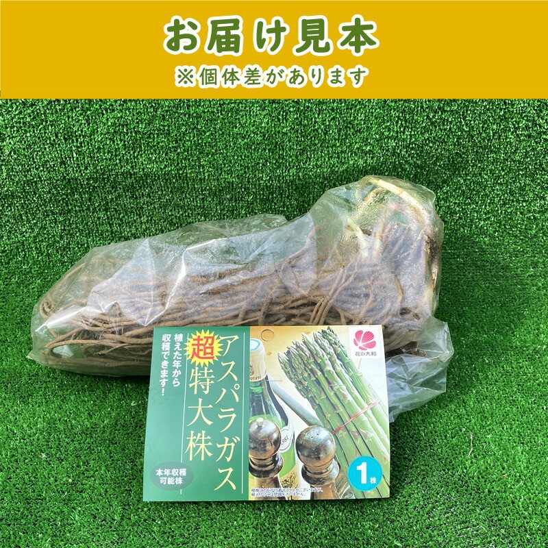 �����ѥ饬�� �� Ķ����� 1�� ��ǯ���ϲ�ǽ �Ƿ���� �Ƿ����� ��� �� �����ѥ� �����ڱ� �֤�����