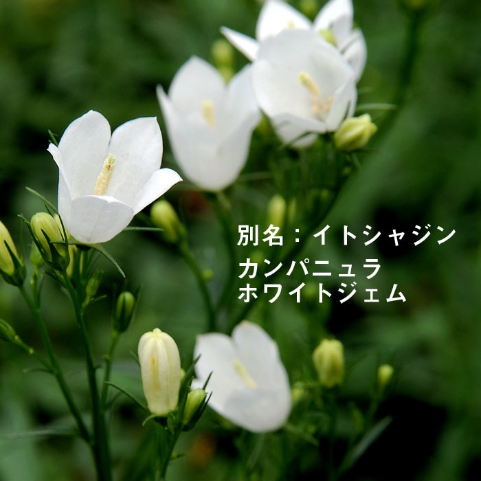 宿根草 苗 カンパニュラ ホワイトジェム 9cmロングポット 日陰 半