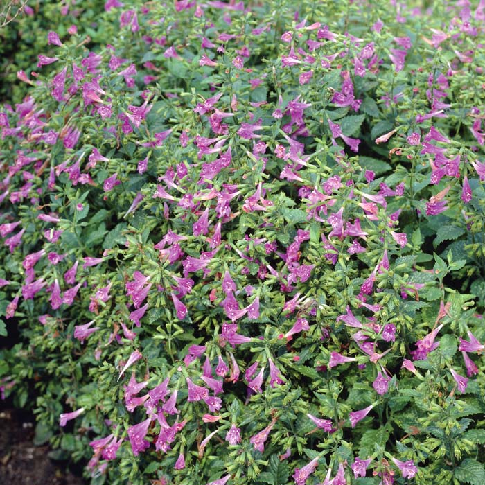 ��ͽ��۽ɺ��� �� ����ߥ� �����ǥ��ե����� 9������󥰥ݥå� �뤵�˶��� �ѽ��� ����ä��󤽤� ¿ǯ�� �ڥ�˥���ڣ�������ܤ��缡ȯ����