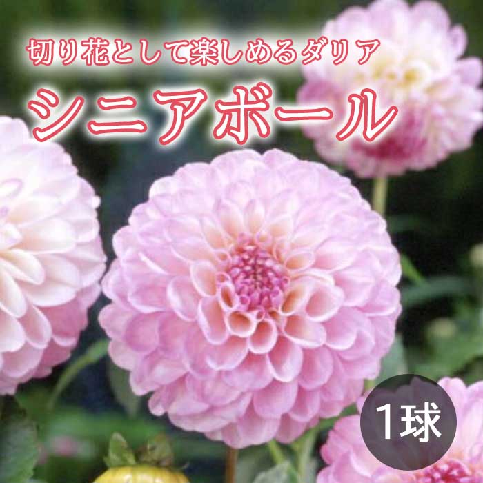 ダリア 球根 春植え 【 カット フラワー ダリア】 シニアボール 1球