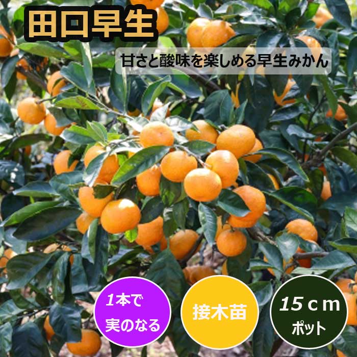 みかん 苗木 田口早生 15cmポット 接木 苗 登録品種 自家結実性 早生