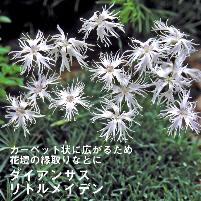 花苗・珍しい初夏咲き・大輪・大株・マーガレット・宿根草 Dejavu