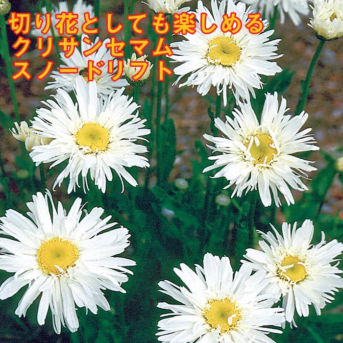 予約】宿根草 苗 クリサンセマム スノードリフト 9cmロングポット 暑
