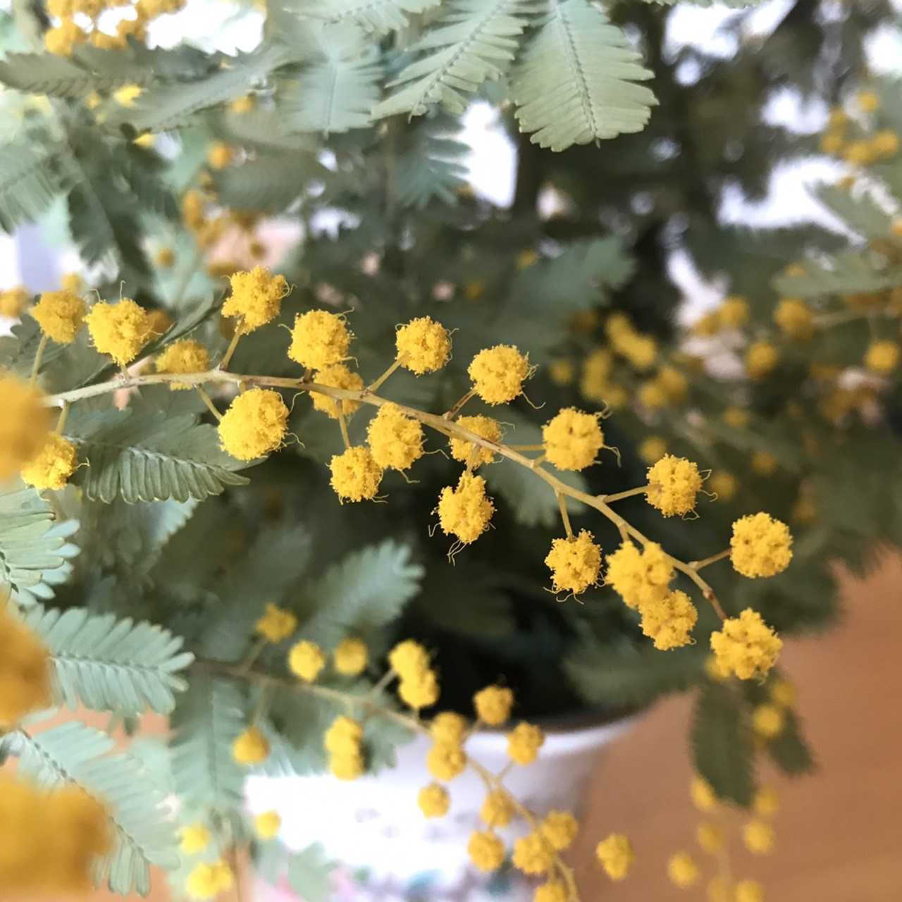   ߥ⥶  ߥ⥶ȭ  13.5ݥå ܥĥ꡼ ǥ˥   ̵ 