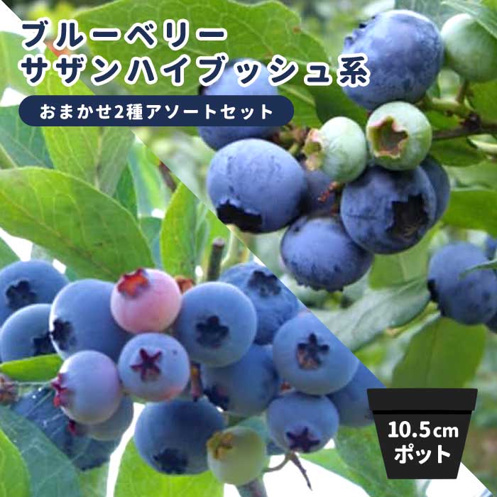 ブルーベリー 苗木 【 サザンハイブッシュ系 】 おまかせ 2種アソート