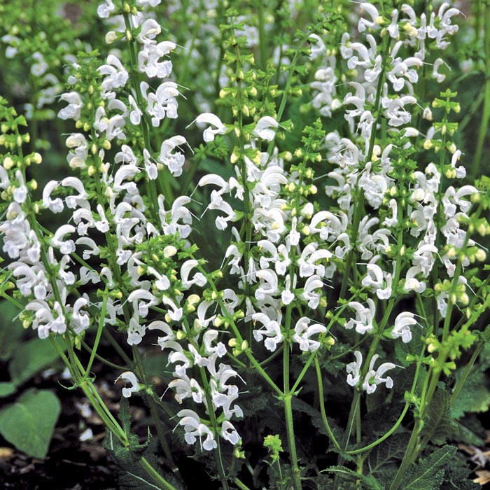 ��ͽ��۽ɺ��� �� ����ӥ� �����쥤�� 9������󥰥ݥå� �뤵�˶��� �ѽ��� ����ä��󤽤� ¿ǯ�� �ڥ�˥���ڣ����Ⱦ���缡ȯ����