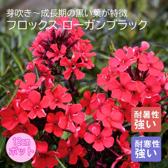 10月中下旬より順次発送】プレミアム 宿根草 苗 フロックス ローガン