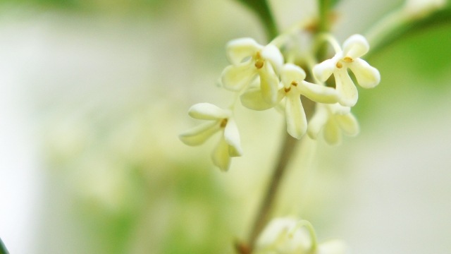 ���ں� ���� 10.5����ݥå� �������ȥ��꡼�� ���� ����⤯���� ����⥯����  ���� �����ǥ˥� ��� ���� ���� ����ܥ�ĥ꡼