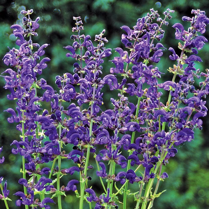 ͽ۽ɺ  ӥ ȥ磻饤ȥʡ 9󥰥ݥå 뤵˶ ѽ ä󤽤 ¿ǯڣ沼ܤ缡ȯ