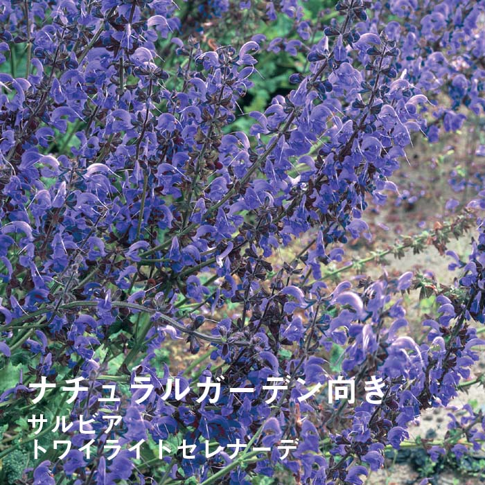 ͽ۽ɺ  ӥ ȥ磻饤ȥʡ 9󥰥ݥå 뤵˶ ѽ ä󤽤 ¿ǯڣ沼ܤ缡ȯ