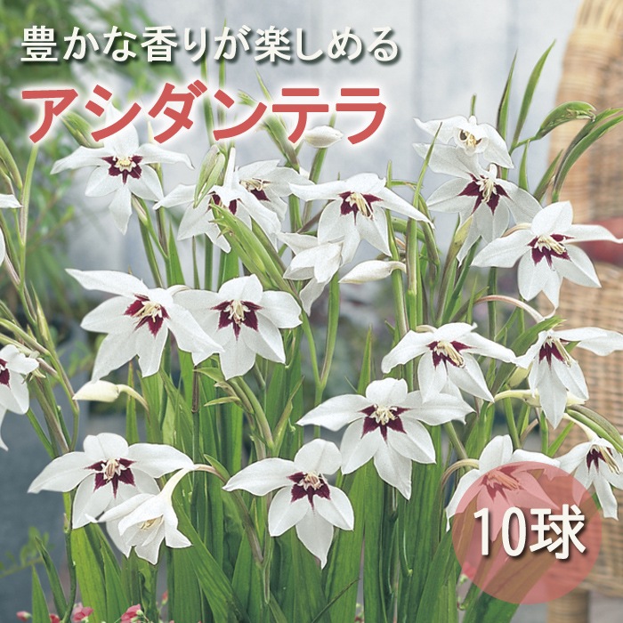アシダンテラ 】 球根 春植え 10球 花香る球根 芳香 香り 鉢植え 庭 