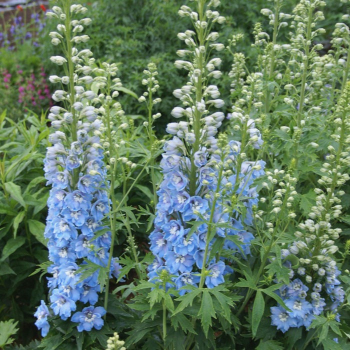 ��ͽ��۽ɺ��� �� �ǥ�ե��˥��� �������֥롼 9������󥰥ݥå� �ڤ�ָ��� ����ä��󤽤� ¿ǯ�� �ڥ�˥���ڣ����Ⱦ���缡ȯ����