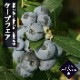 �֥롼�٥꡼ ���� ��� ������ϥ��֥å���� �����ץե��� 12����ݥå� �̼� ���̼� berry ��� �����ǥ˥� ���� �������� �鿴�ԤǤ��ñ �͵��ʼ�