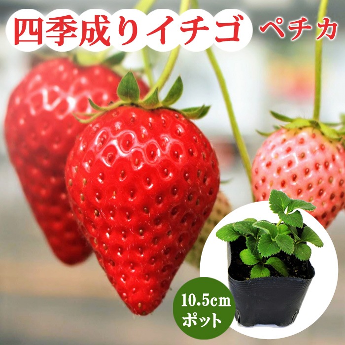 四季成り　ペチカ　イチゴ　野菜の苗　ストロベリー　苗　10.5ｃｍポット　strawberry　なるあま　花の大和オンラインショップ　いちご　苺　家庭菜園　ガーデニング