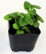   ͵ ڥ 10.5ݥå ʤ뤢  ȥ٥꡼ strawberry  ڱ ǥ˥