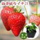   ͵ ڥ 10.5ݥå ʤ뤢  ȥ٥꡼ strawberry  ڱ ǥ˥