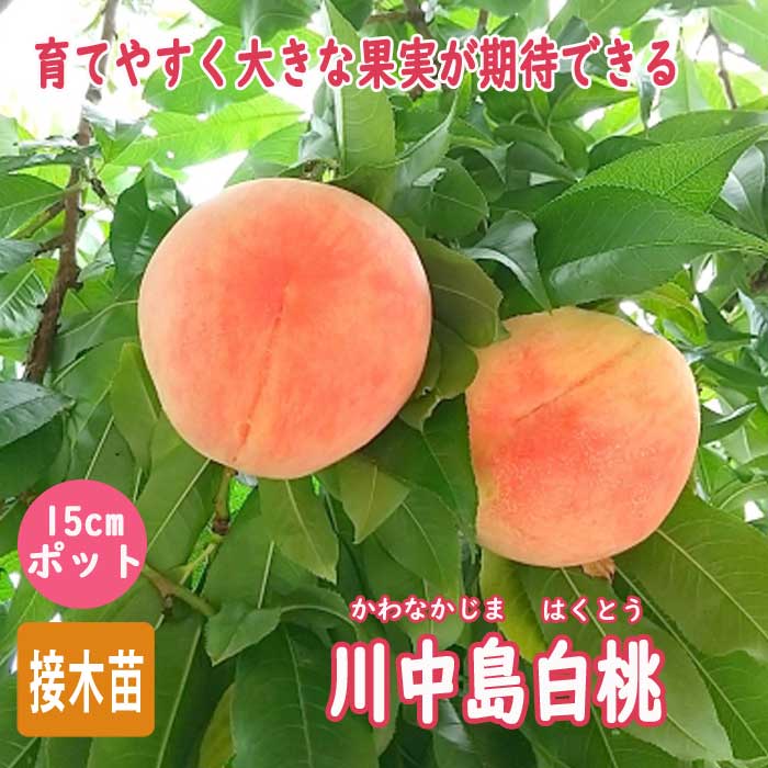 �� �� ���������� 15����ݥå� ����ʤ����ޤϤ��Ȥ� ���� ���� ��ʴ��ɬ�� �̼� ��  ����̵�� ��� ��� ���� �����ǥ˥� ���