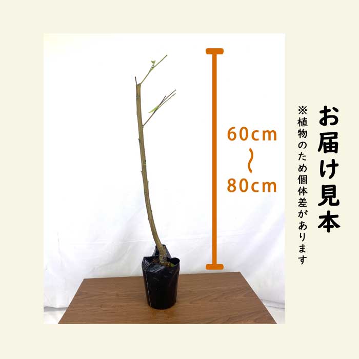 �� �� ���������� 15����ݥå� ����ʤ����ޤϤ��Ȥ� ���� ���� ��ʴ��ɬ�� �̼� ��  ����̵�� ��� ��� ���� �����ǥ˥� ���