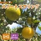 �ߤ��� ���� �������ȥ��ץ�� 15����ݥå� ���� ���� ������ ���� ���ȷ���� �����ǥ˥� ��� �����ڱ� �鿴�Ը��� ����̵��