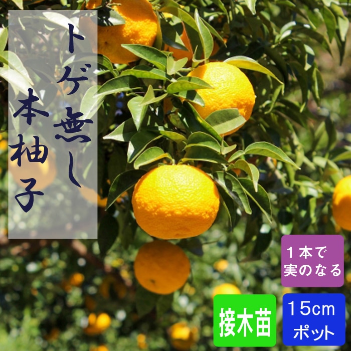 ゆず 苗木 トゲ無本柚子 15cmポット トゲ無し とげなし 接木 柑橘 本