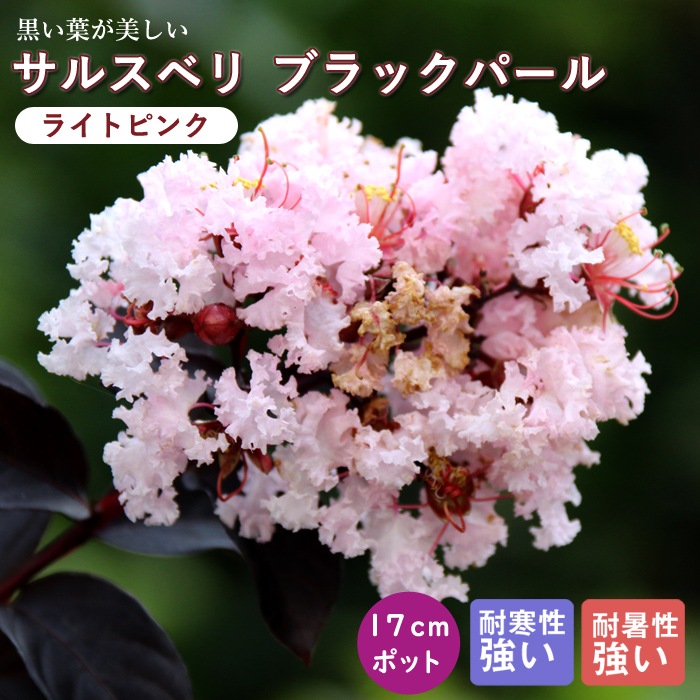 ���륹�٥� ���� �֥�å��ѡ��� 17����ݥå� �� �����ǥ˥� ��� ���� ���� ɴ����