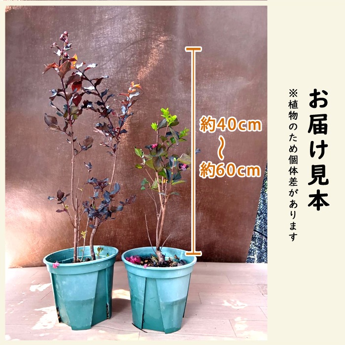 ���륹�٥� ���� �֥�å��ѡ��� 17����ݥå� �� �����ǥ˥� ��� ���� ���� ɴ����