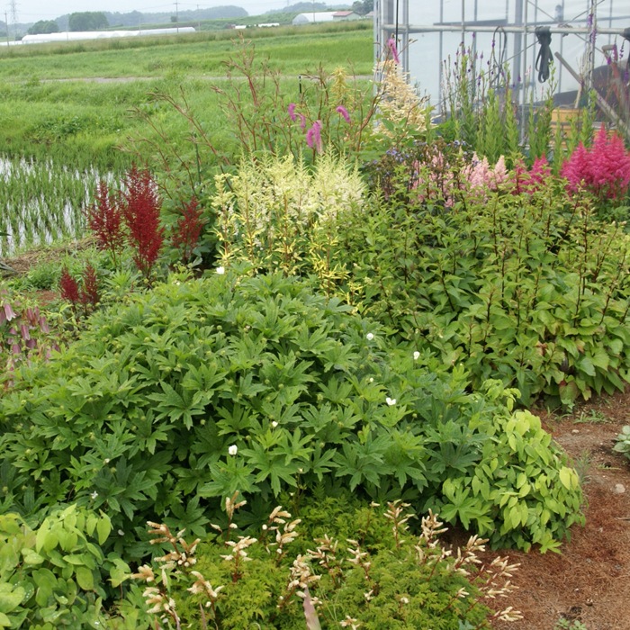 ��ͽ��۽ɺ��� �� ���å� 9������󥰥ݥå� ���� Ⱦ���� �������ɥ����ǥ� 6�ʼ� ���פ餤 �������� ����̵���ڣ�������ܤ��缡ȯ����