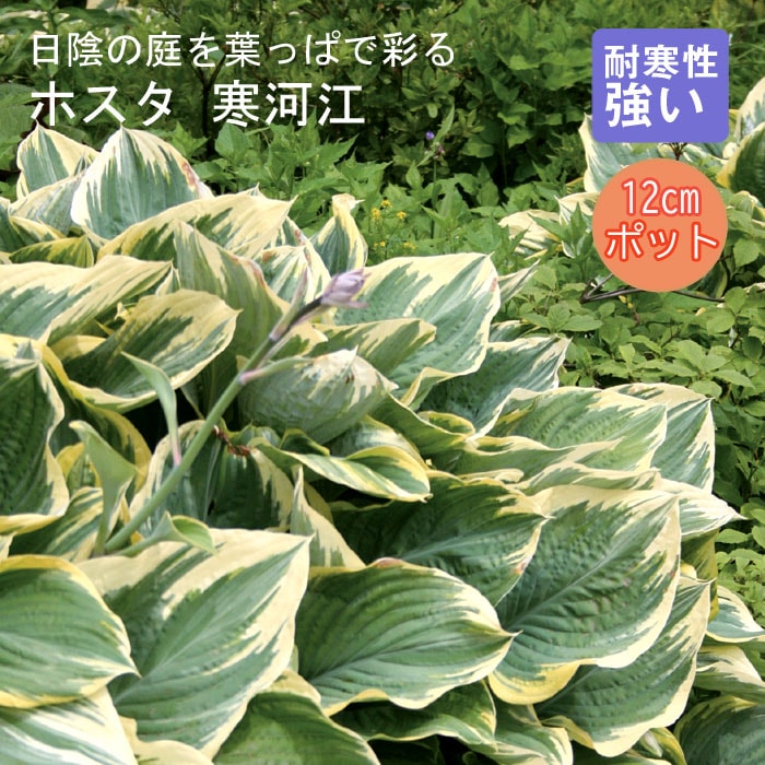 ギボウシ ホスタ 寒河江 超大型 ギボウシ ホスタ 寒河江 超大型 観葉植物