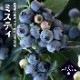 �֥롼�٥꡼ ���� ��� ������ϥ��֥å���� �ߥ��ƥ� 12����ݥå� �̼� ���̼� berry ��� �����ǥ˥� ���� �������� ˭�� �ʼ�