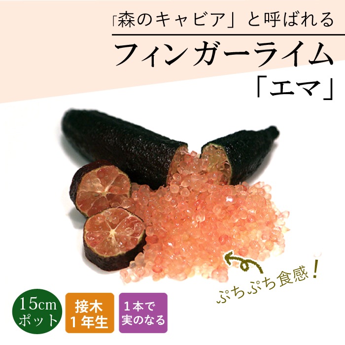 フィンガーライム 苗木 エマ 15cm鉢 柑橘 柑橘苗 自家結実性