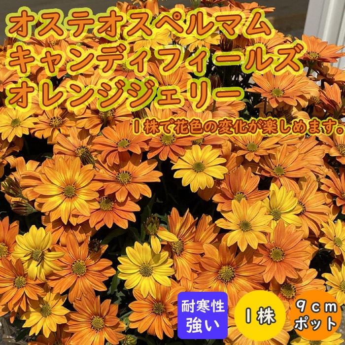 花苗 苗 オステオスペルマム キャンディフィールズ オレンジジェリー