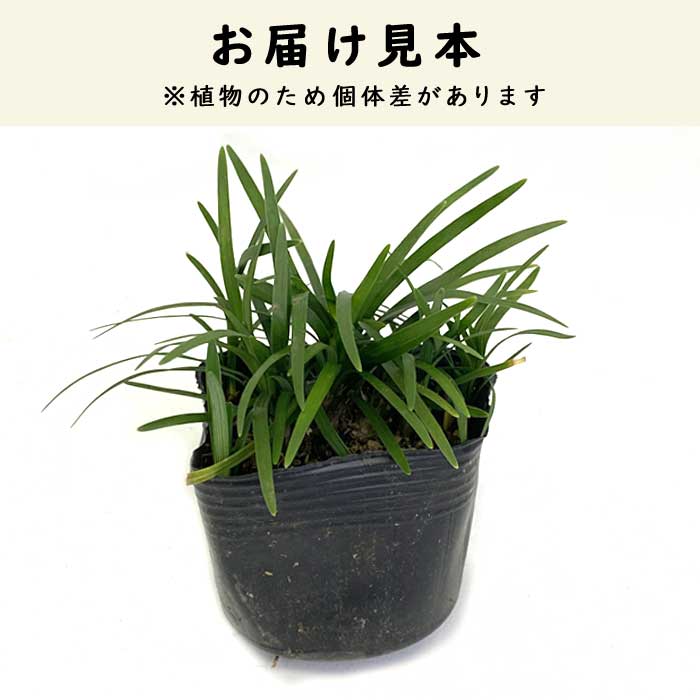 ���ޥ�奦 ��ε 7.5cm ����Υҥ� ��奦�Υҥ� �����ɥ��С� �Ѵ��� �ѽ��� ���� ����¿ǯ�� �֤�����