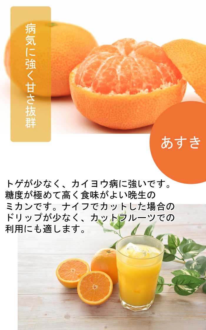 みかん 苗木 あすき 15cmポット 接木 苗 登録品種 PVP 自家結実性 ミカン 柑橘 果樹 交雑品種 園芸 家庭菜園 ガーデニング 送料 ...