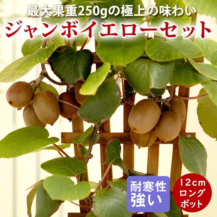 ������ �� �����ܥ����������å� 12����ݥå� ���� 1ǯ�� 2�ܥ��å� �������� �ե롼�� �̼�  ���� ����̵��