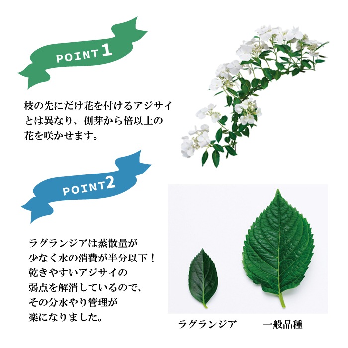 ��ͽ��� ����� 2026 �饰��󥸥� 5��ȭ ȭ���� �֥饤���륷�� ���ꥹ�����������2 �����ǥ꡼�� �������� �������� ���۲� ���ե� ����̵��