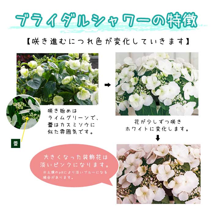 ��ͽ��� ����� 2026 �饰��󥸥� 5��ȭ ȭ���� �֥饤���륷�� ���ꥹ�����������2 �����ǥ꡼�� �������� �������� ���۲� ���ե� ����̵��