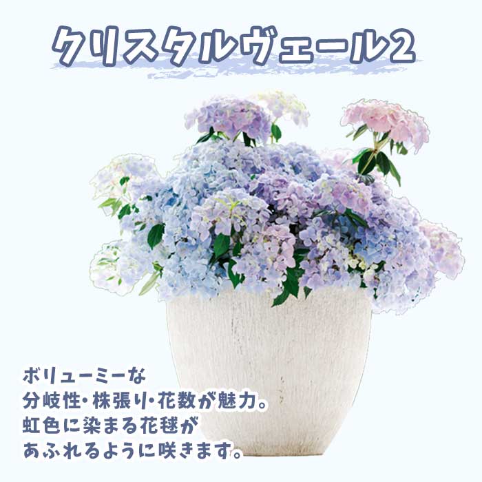 ��ͽ��� ����� 2026 �饰��󥸥� 5��ȭ ȭ���� �֥饤���륷�� ���ꥹ�����������2 �����ǥ꡼�� �������� �������� ���۲� ���ե� ����̵��