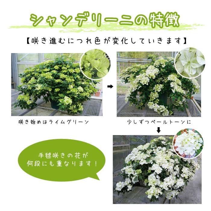��ͽ��� ����� 2026 �饰��󥸥� 5��ȭ ȭ���� �֥饤���륷�� ���ꥹ�����������2 �����ǥ꡼�� �������� �������� ���۲� ���ե� ����̵��