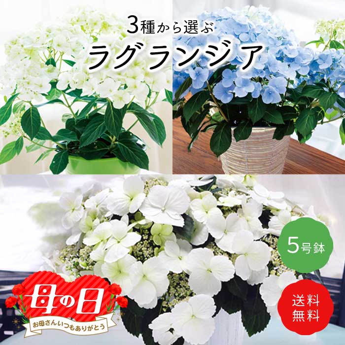 ��ͽ��� ����� 2026 �饰��󥸥� 5��ȭ ȭ���� �֥饤���륷�� ���ꥹ�����������2 �����ǥ꡼�� �������� �������� ���۲� ���ե� ����̵��