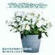 ��ͽ��� ����� 2026 �饰��󥸥� 5��ȭ ȭ���� �֥饤���륷�� ���ꥹ�����������2 �����ǥ꡼�� �������� �������� ���۲� ���ե� ����̵��